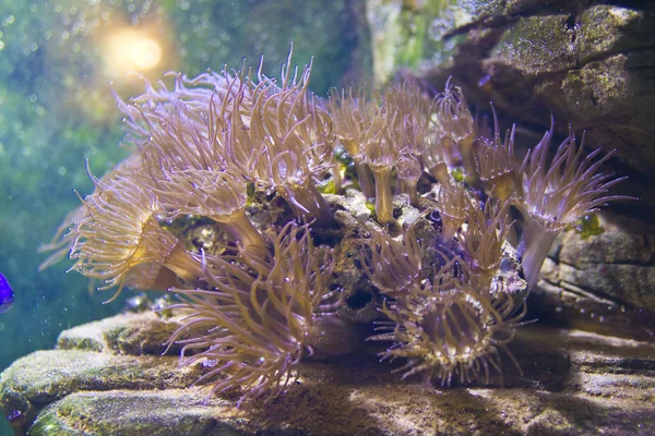 Actinia (anemone) — Stock Fotó