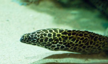 Murena leopar