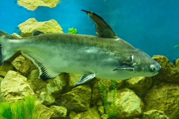 Рыба Pangasius hypophthalmus — стоковое фото