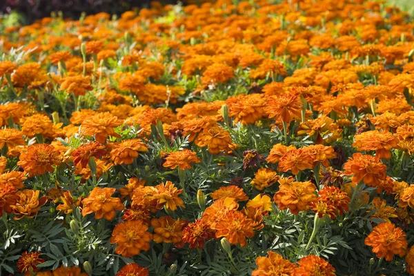 Marigolds — Stock Photo, Image