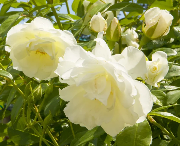 Rosas blancas — Foto de Stock