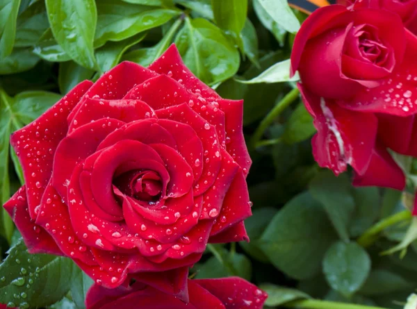 Two red roses with drops — Stock Photo, Image