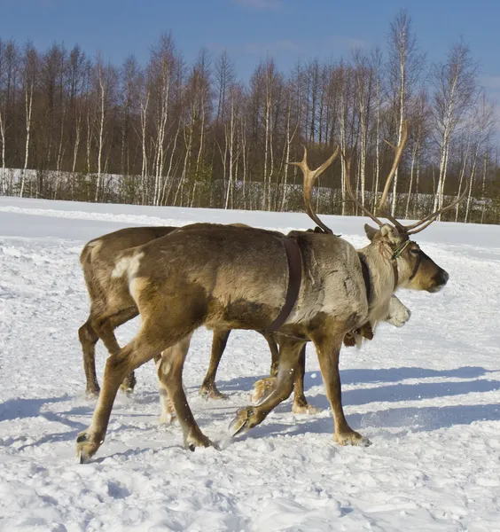 运行在雪上的鹿 — 图库照片