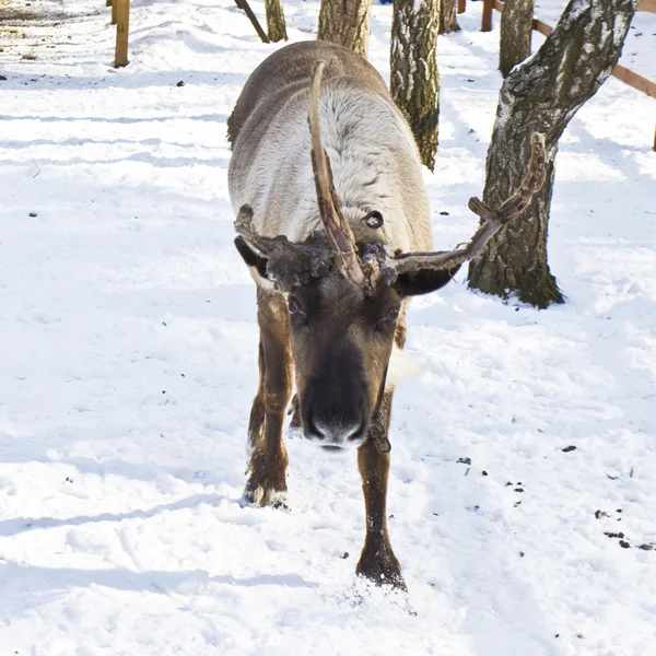 Cerf avec une corne — Photo