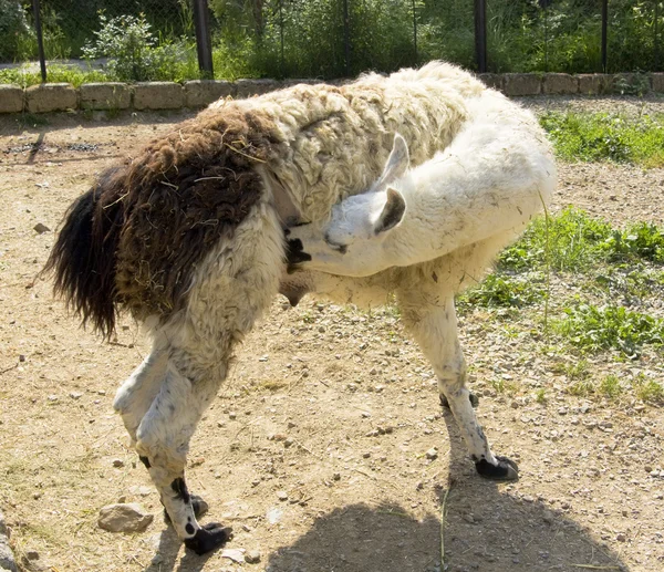White lama — Stock Photo, Image