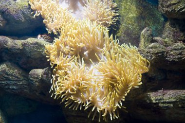 Actinia (deniz anemon çiçeği)