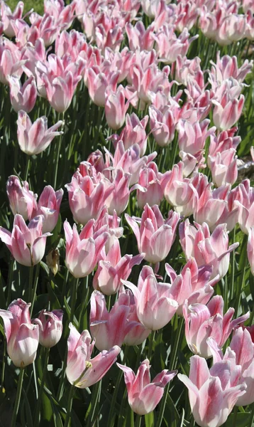 Tulipani rosa chiaro, vista verticale — Foto Stock