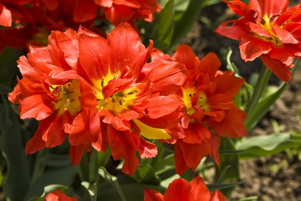 Rote Tulpen — Stockfoto