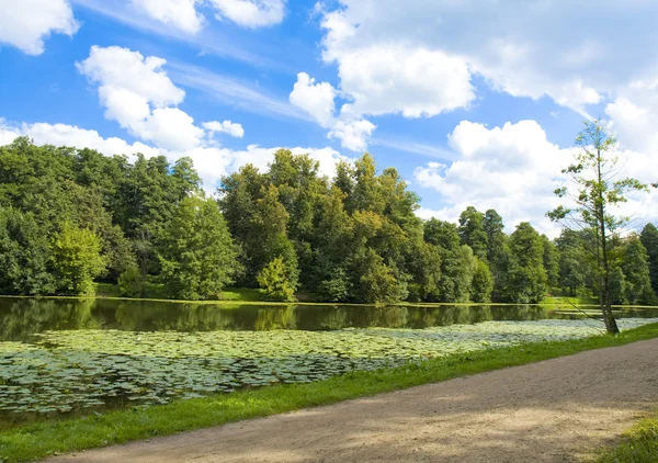 V létě jezero s lekníny — Stock fotografie