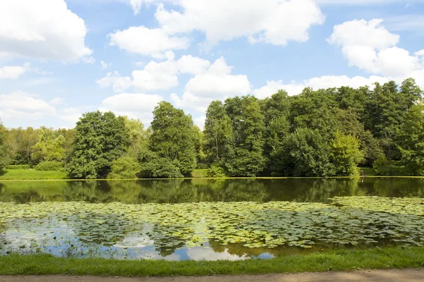 Bosque y lago con nenúfares — Foto de Stock