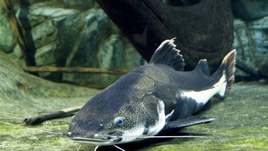 Sheatfish (Phractocephalus hioliopterus)