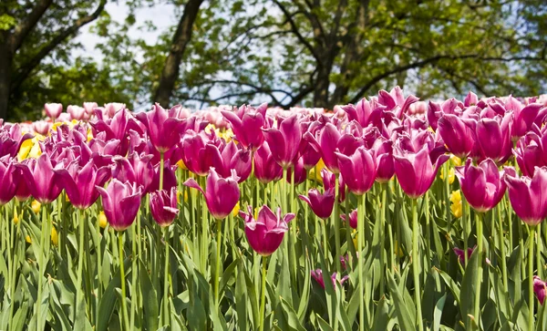 Pink tulips — Stock Photo, Image