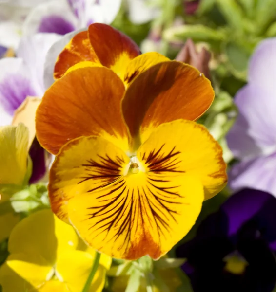 Pansy (fiołek trójbarwny), kolory żółty i pomarańczowy) — Zdjęcie stockowe