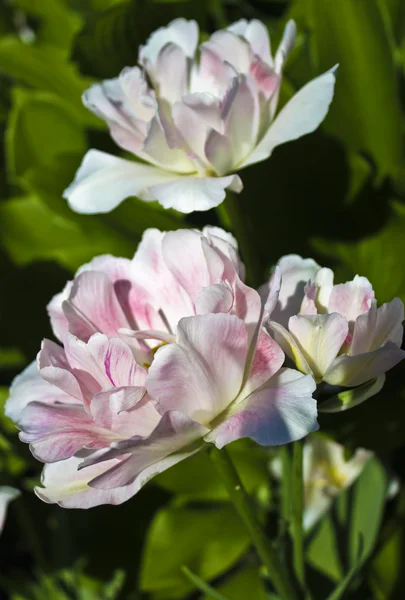 Dos tulipanes rosado-blancos — Foto de Stock