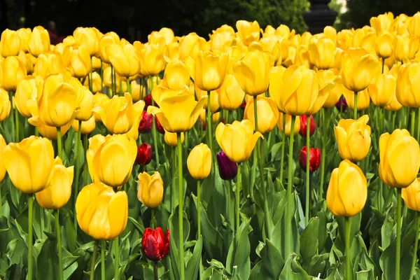 Tulipani gialli — Foto Stock