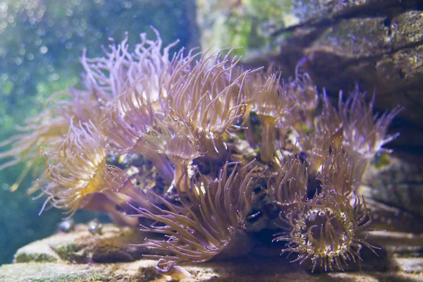 Actinia (anemone marino ) — Foto Stock