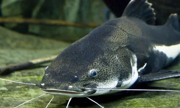 Sheatfish — Stok fotoğraf
