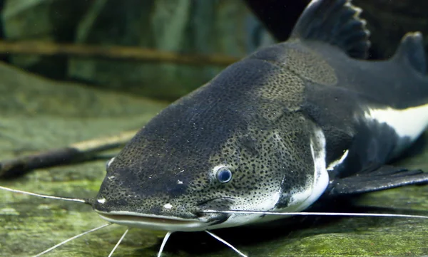 Scheidenfische — Stockfoto