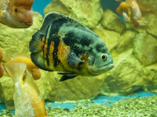 Fish Astronotus Ocellatus — Stock Photo, Image