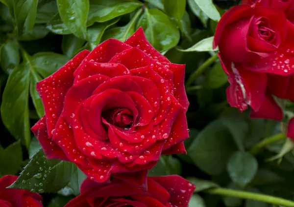 Two red roses with drops of water — Stock Photo, Image