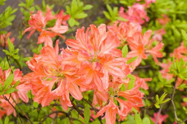 Kırmızı ormangülü