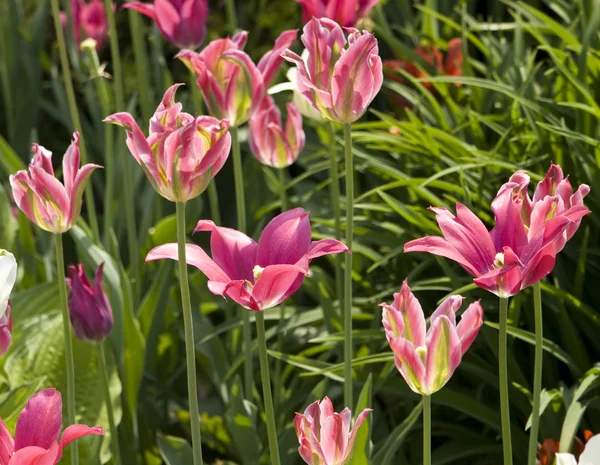 Růžové tulipány — Stock fotografie