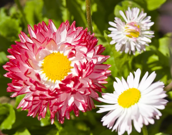 Pembe ve beyaz papatya — Stok fotoğraf