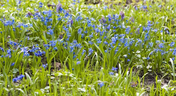 Scilla Siberica —  Fotos de Stock