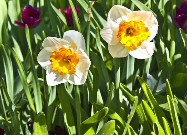 Dos narcisos blancos —  Fotos de Stock