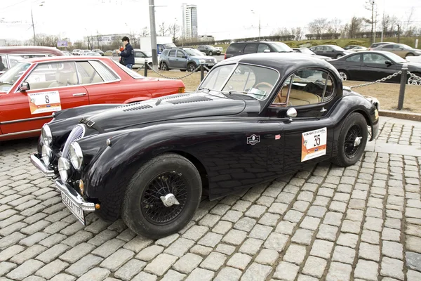 Jaguar — Stock Photo, Image