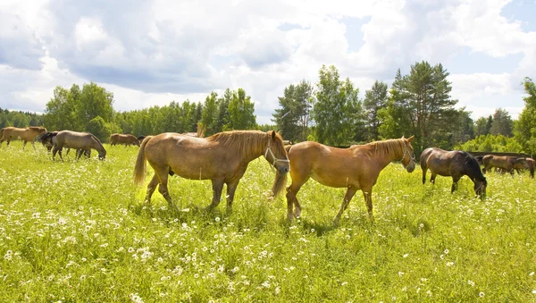 Koně na louce — Stock fotografie