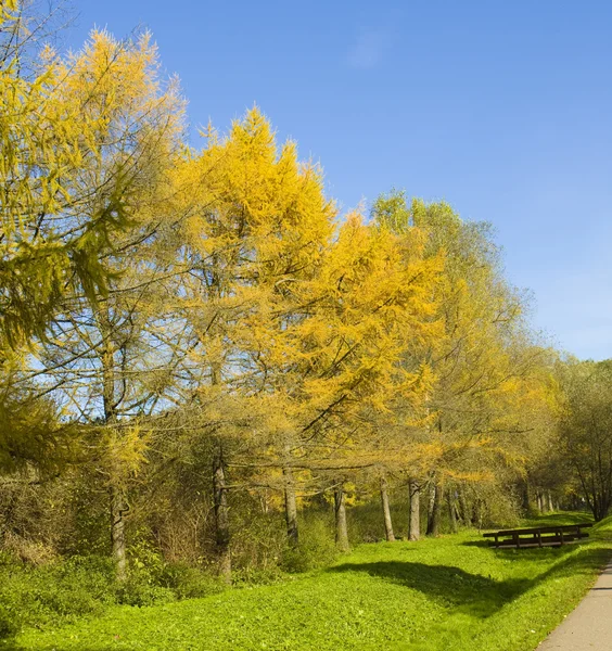 Autumn larches — Stock Photo, Image