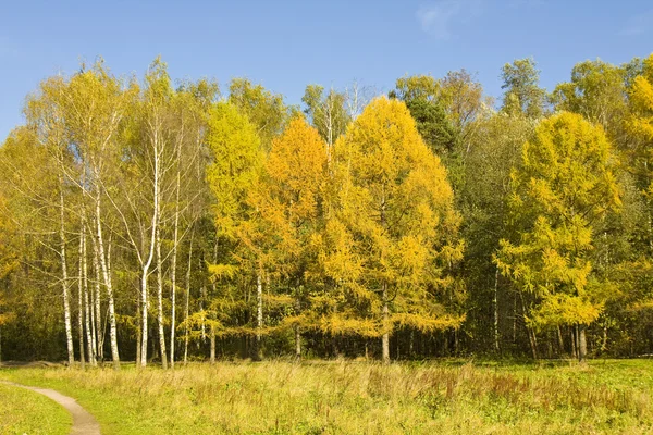 Höst skog — Stockfoto