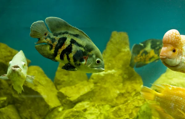 Fish Astronotus Ocellatus — Stock Photo, Image