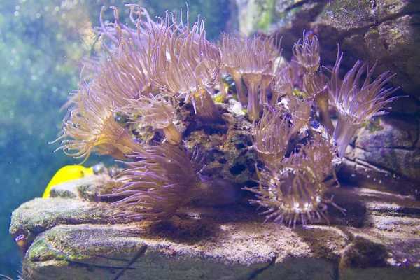 Actinia (anémona marina) ) — Foto de Stock