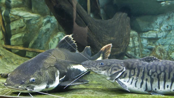 Balıklar sheatfish ve pseudoplatistoma — Stok fotoğraf