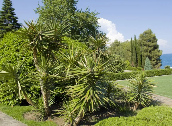 Palms in park — Stockfoto