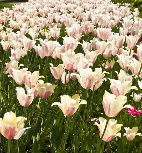 Tulipani rosa-bianchi — Foto Stock