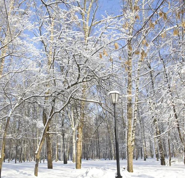 Zimní park — Stock fotografie