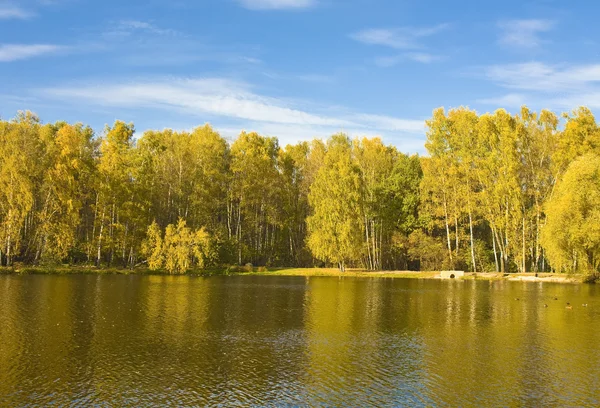 Höst, sjön och Björk skog — Stockfoto