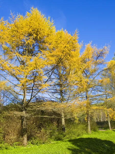 Larches amarelos, outono — Fotografia de Stock