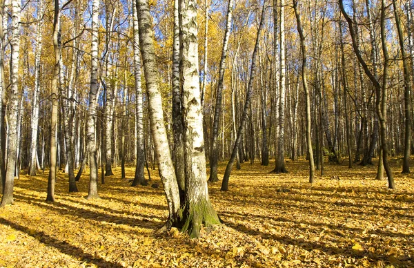 Foresta di betulla, autunno — Foto Stock