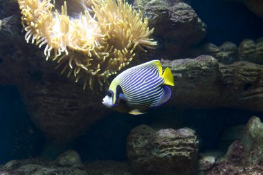 Balık-melek (balık-İmparator) ve actinia (deniz anemona)