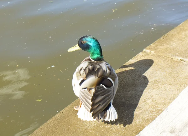 Stockente — Stockfoto