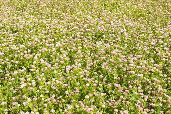 クローバーの牧草地 — ストック写真