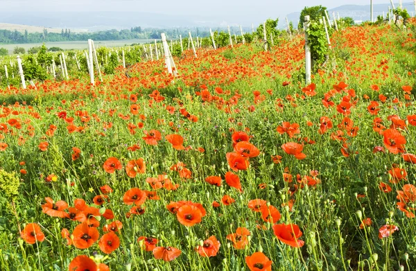 Red poppies and vineyard — Stock Photo, Image