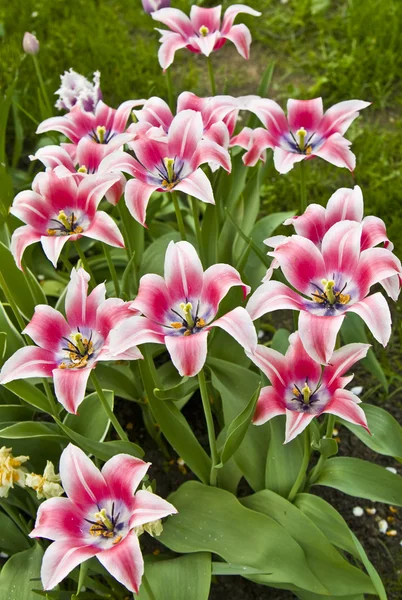 Tulpen met roze en witte kleuren — Stockfoto