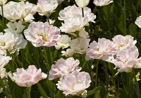 Bílá růžové tulipány — Stock fotografie