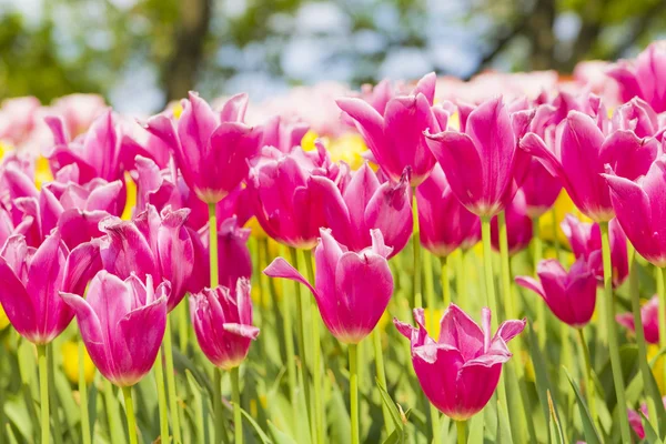 Field of pink tulips — Stock Photo, Image