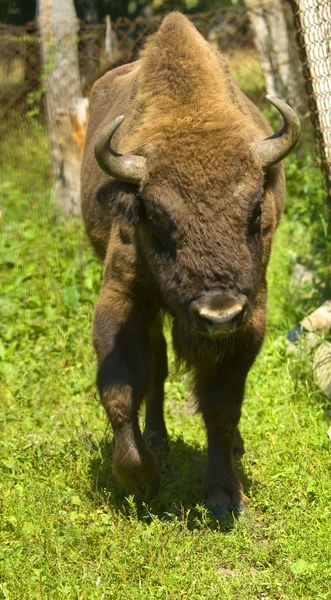 Bison Ordförande — Stockfoto